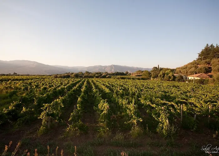 L'antica Vigna *