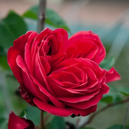 مزرعة للإقامة L'antica Vigna