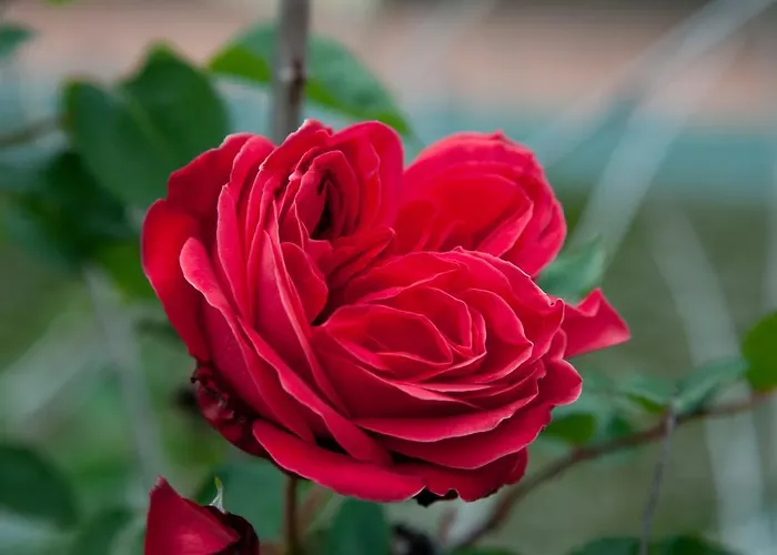 Bauernhof L'antica Vigna